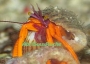 calcinus-sp-orange