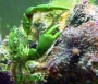 crabe-mithrax2